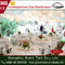 Tente romantique de luxe 500 Seat de noce de restauration de blanc de jardin fournisseur